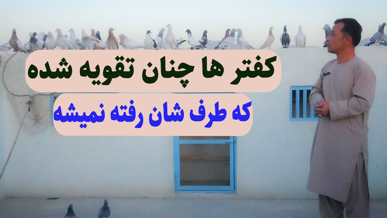 0367 / کفترها چنان تقویه شده که طرف شان رفته نمیشه / Afghan Shawqi