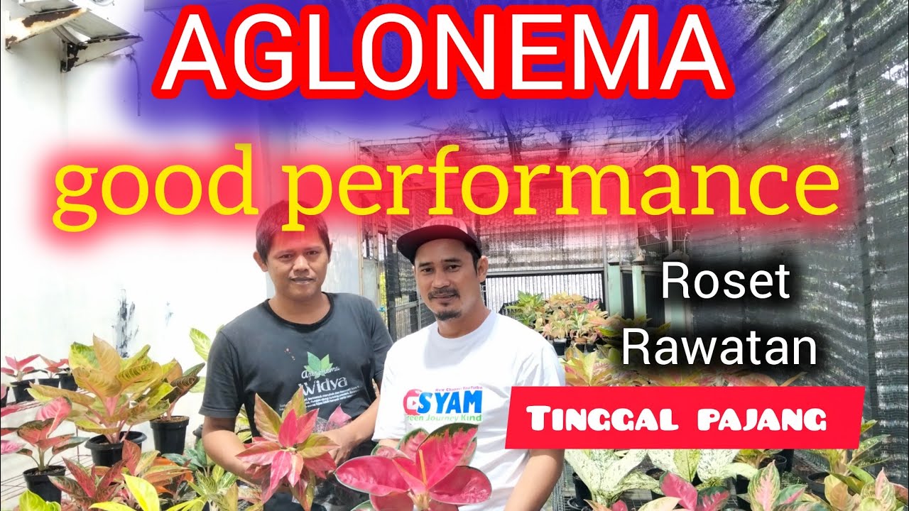 AGLONEMA LOKAL, RAWATAN, ROSET TINGGAL PAJANG DI YOPI OFFICIAL 