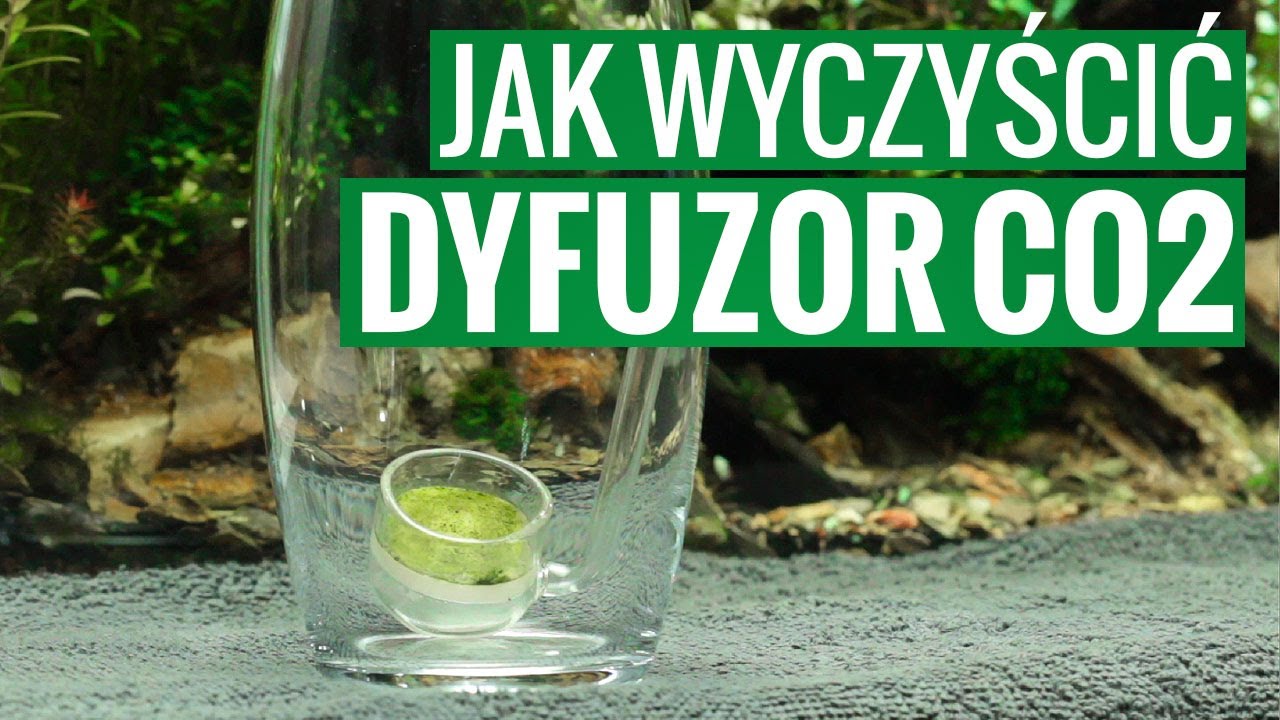 Jak wyczyścić dyfuzor CO2 z glonów?