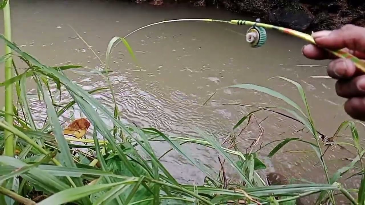 Petualangan Mancing Beunteur,Gacor Habis Hujan Terbitlah Beunteur