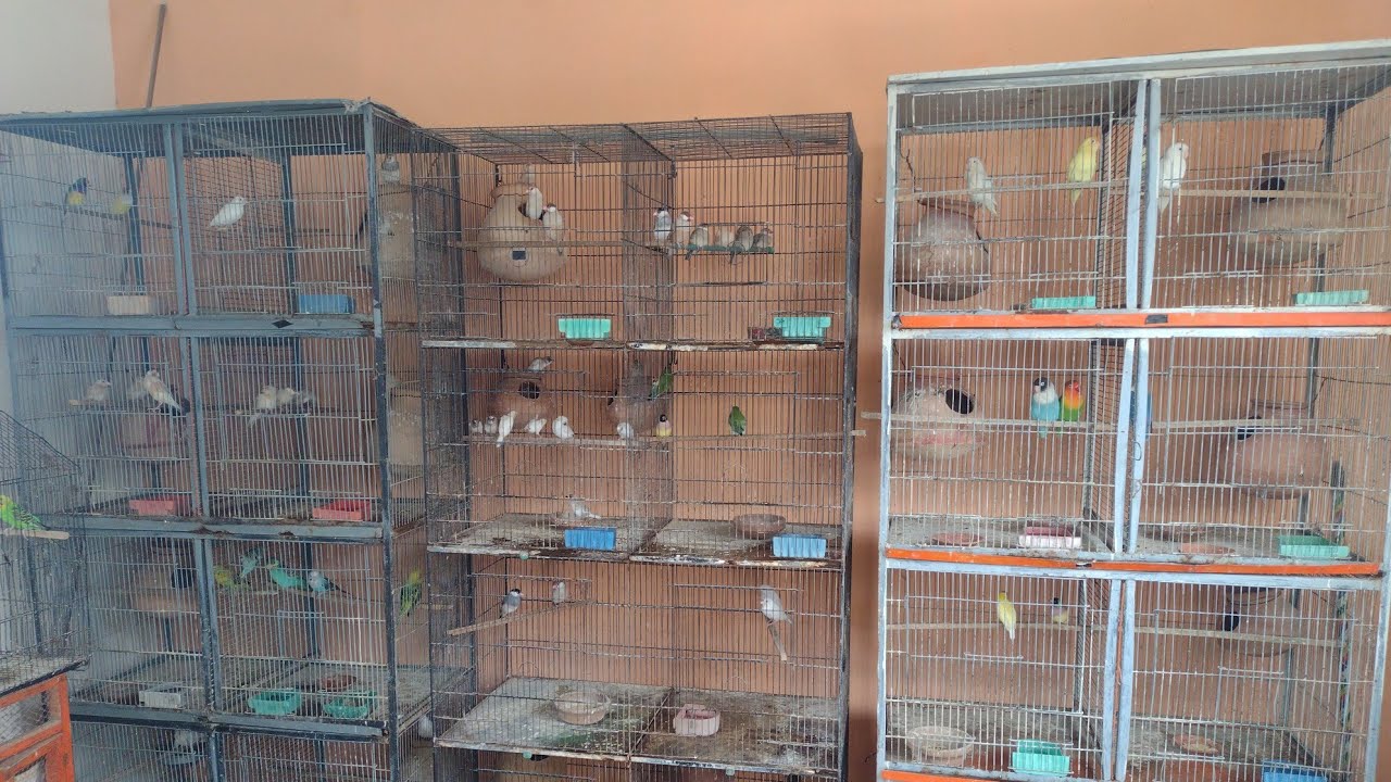 My Birds Room Breeding Progress | Fawn Java, Albino Java, Lutino Ladygouldian Finch, Bengalese Finch