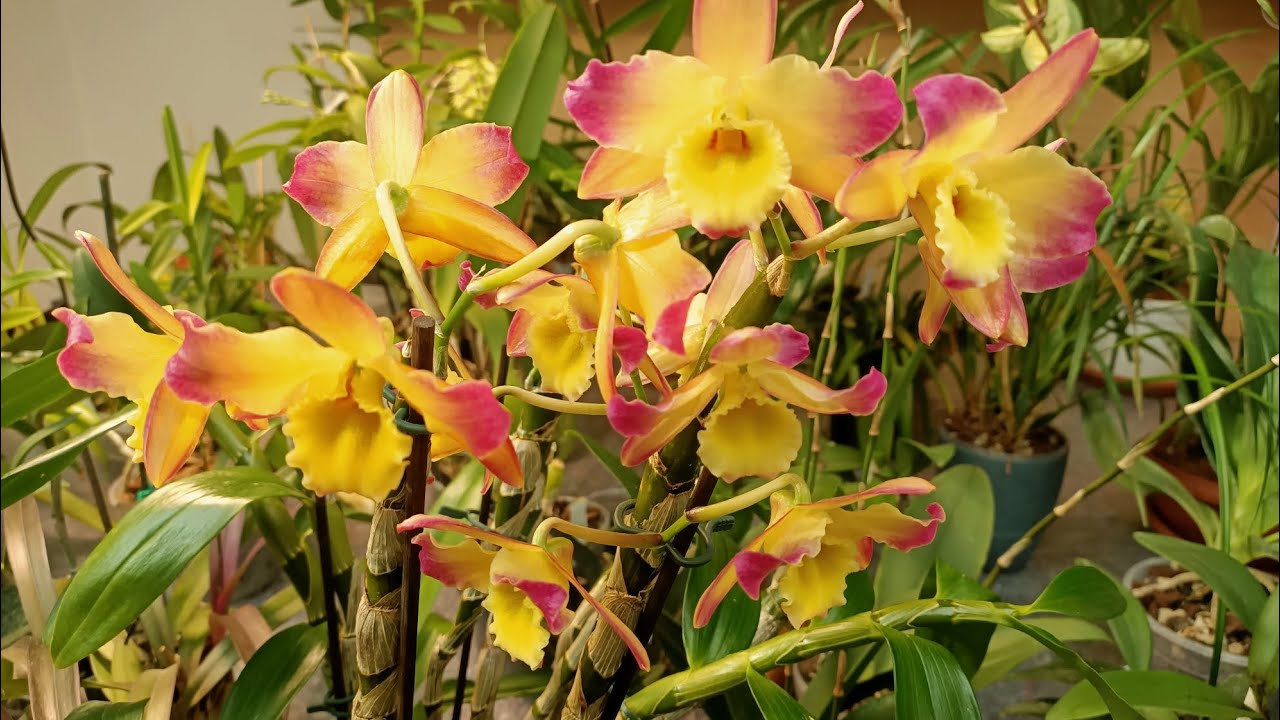 Appunti di coltivazione su Dendrobium amethystoglossum e Dendrobium Oriental Smile