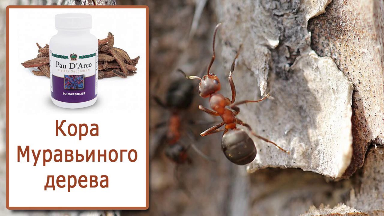 Кора Муравьиного Дерева: инструкция по применению и практические советы