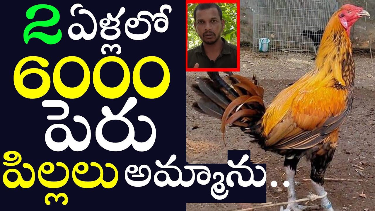 పెరు పిల్లలు అమ్మి..20 లక్షలు సంపాదించాను..Success Story In Peru Kollu Pempakam..Peru Chicks..