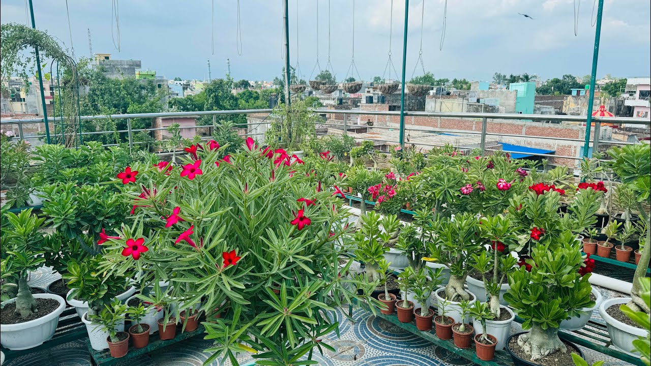 Garden Overview || Adenium garden overview #terrace garden overview
