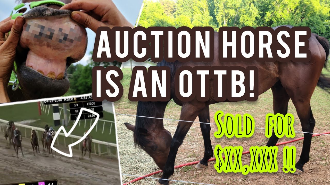 Unknown Auction Horse is related to Secretariat?! A crazy story and watch his race videos!