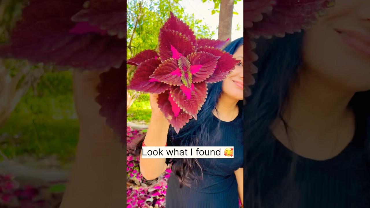 Free ke poudhe || How to get free coleus plants #shorts #ytshorts #coleus #plants #gardening