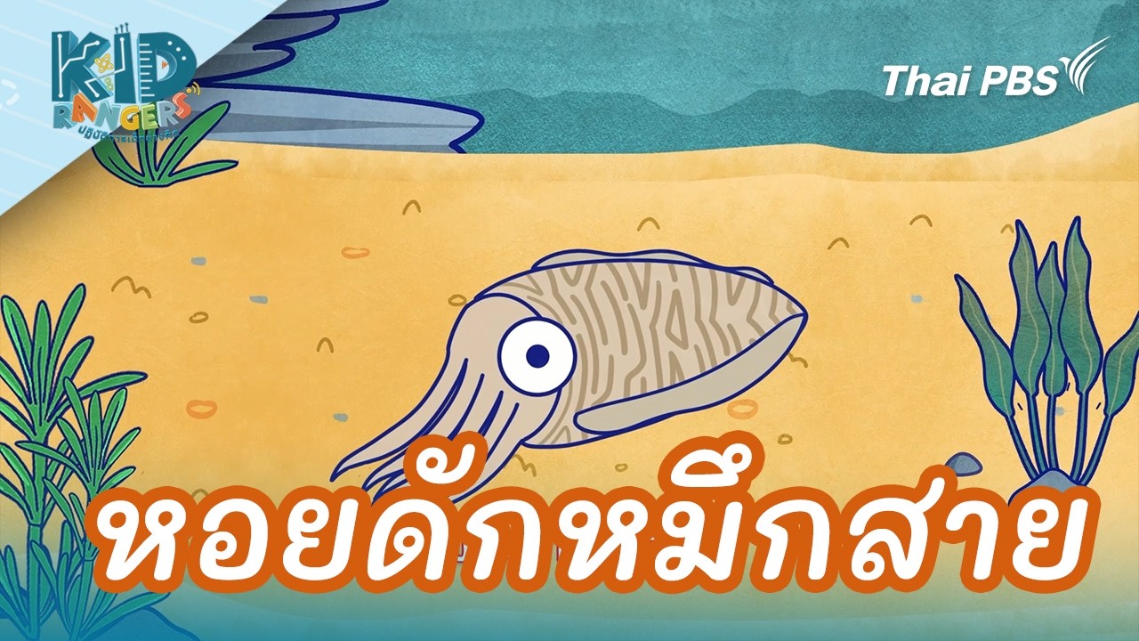 หอยดักหมึกสาย | Kid Rangers ปฏิบัติการเด็กช่างคิด