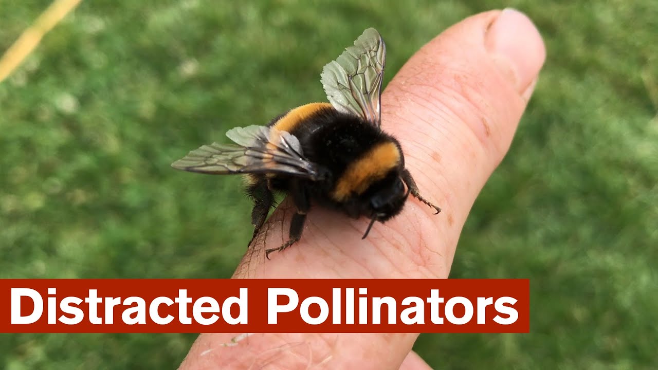 Distracted Pollinators