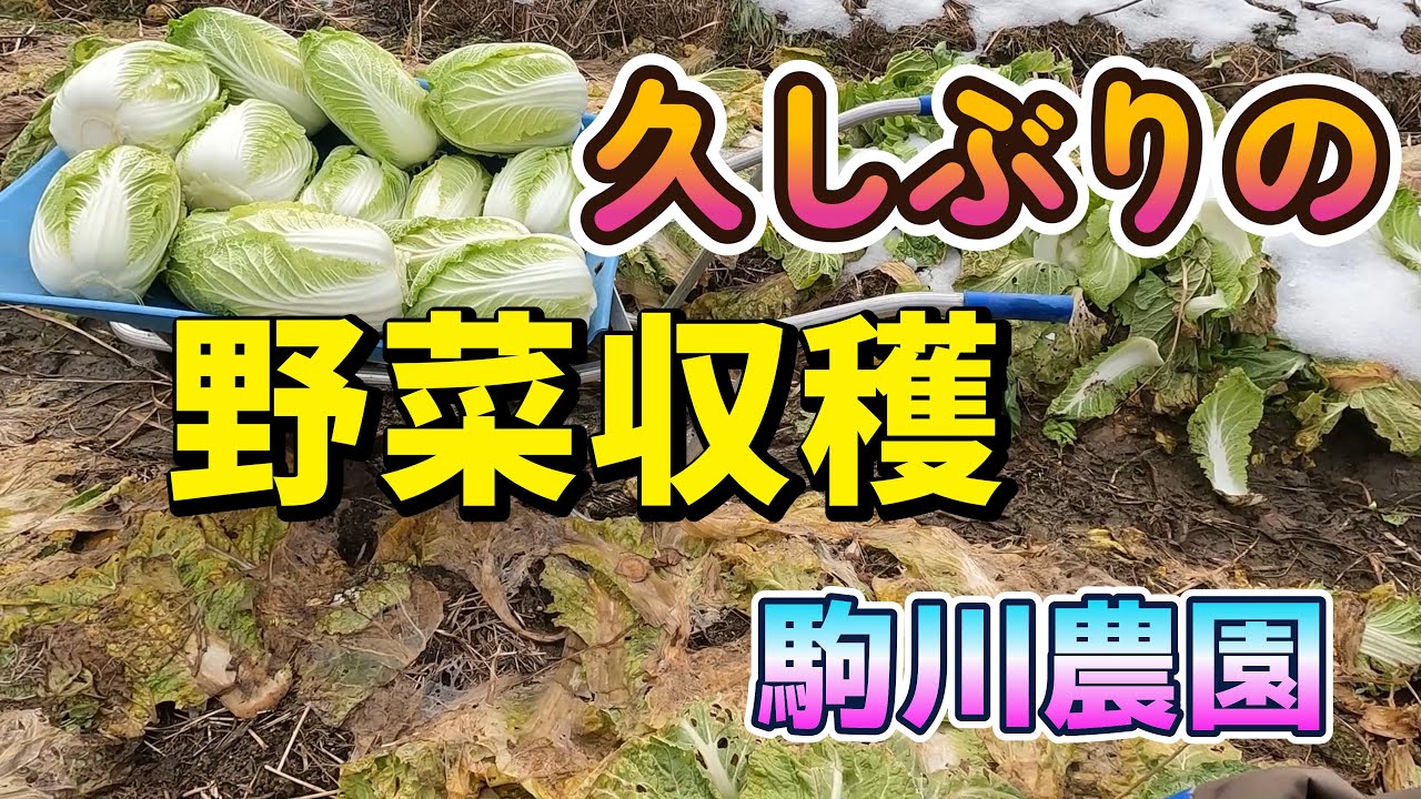 久しぶり野菜収穫　駒川農園　26.1.29