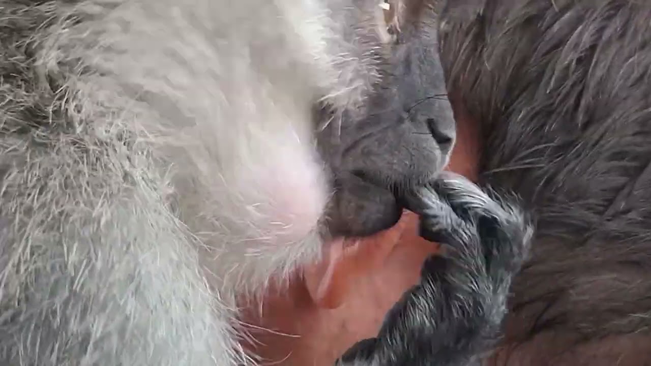 Monkey Baby Lollipop Cleaning And Grooming Dad's Ear Wax Removing #asmr #monkeygrooming