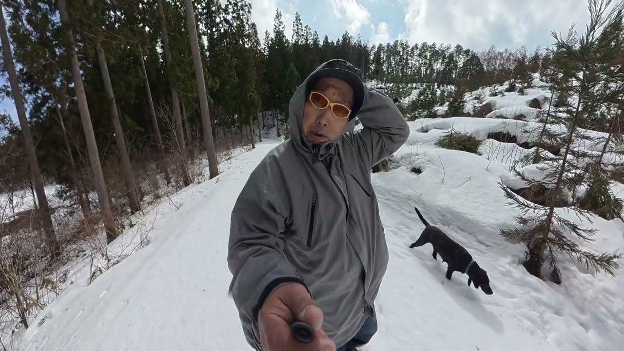 2026年3月7日　ラブラドールレトリバー　散歩　DJI osmo 360