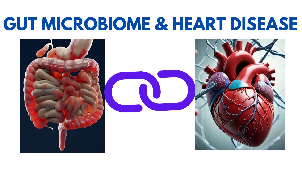 The Gut-Heart Connection: The Microbiome Secrets