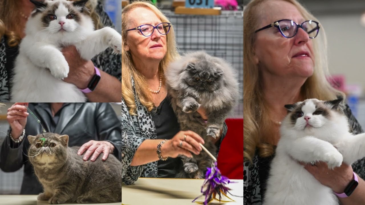 San Diego 2026 Cat Show