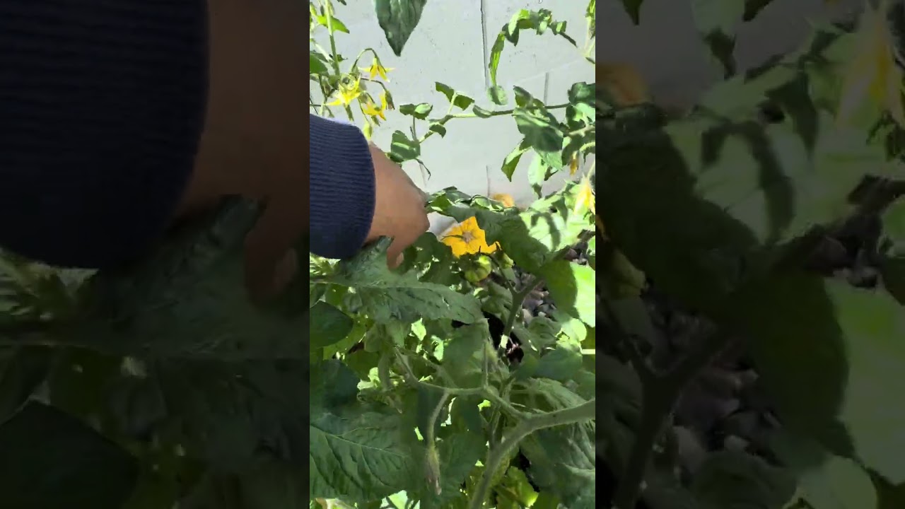 Homesteading | A quick #gardentour 🙂👩🏾‍🌾 #urbangardening #farmer #blackfarmers #garden