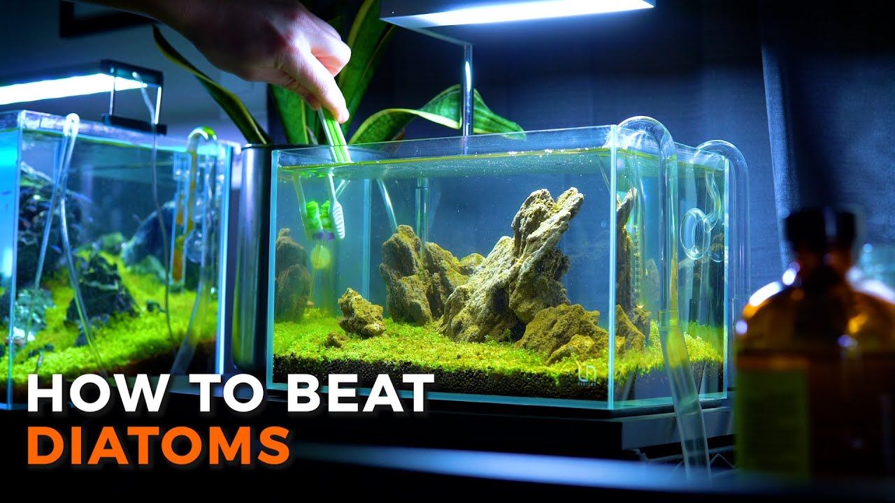 Aquarium Brown Algae | How to Beat Diatoms!
