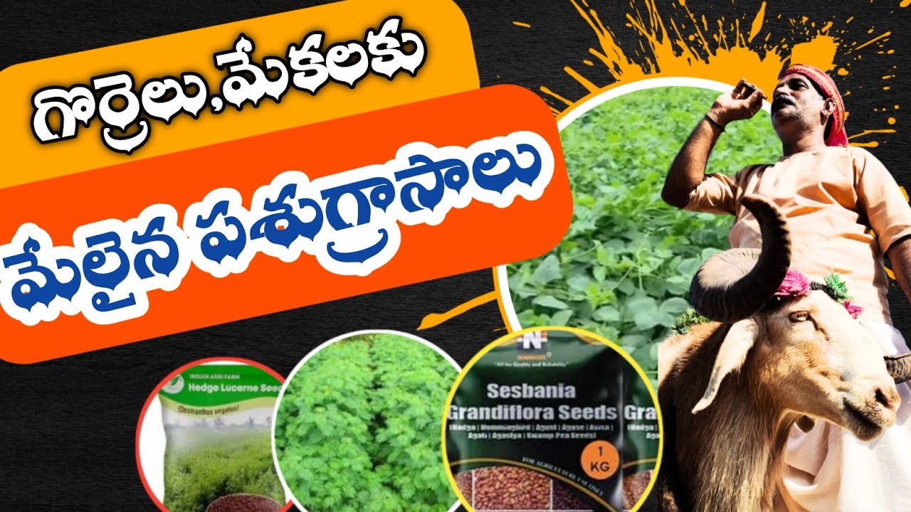 Suitable Fodder Crops for Sheep and Goat | జీవాల పెంపకానికి అనువైన పశుగ్రాసాలు