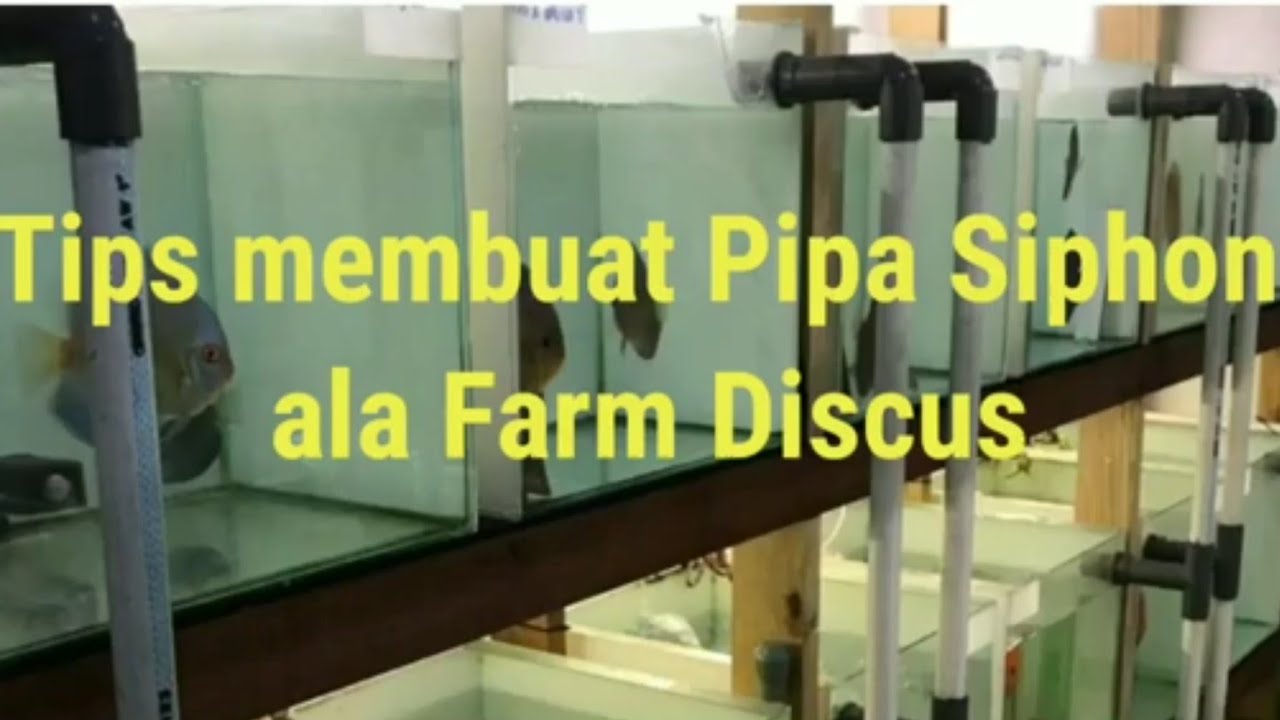 Tips seting pipa ala farm Discus