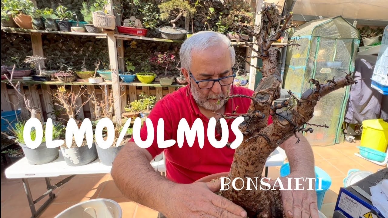 🌿  Ulmus parvifolia/ Olmo chino/ transplante bonsai