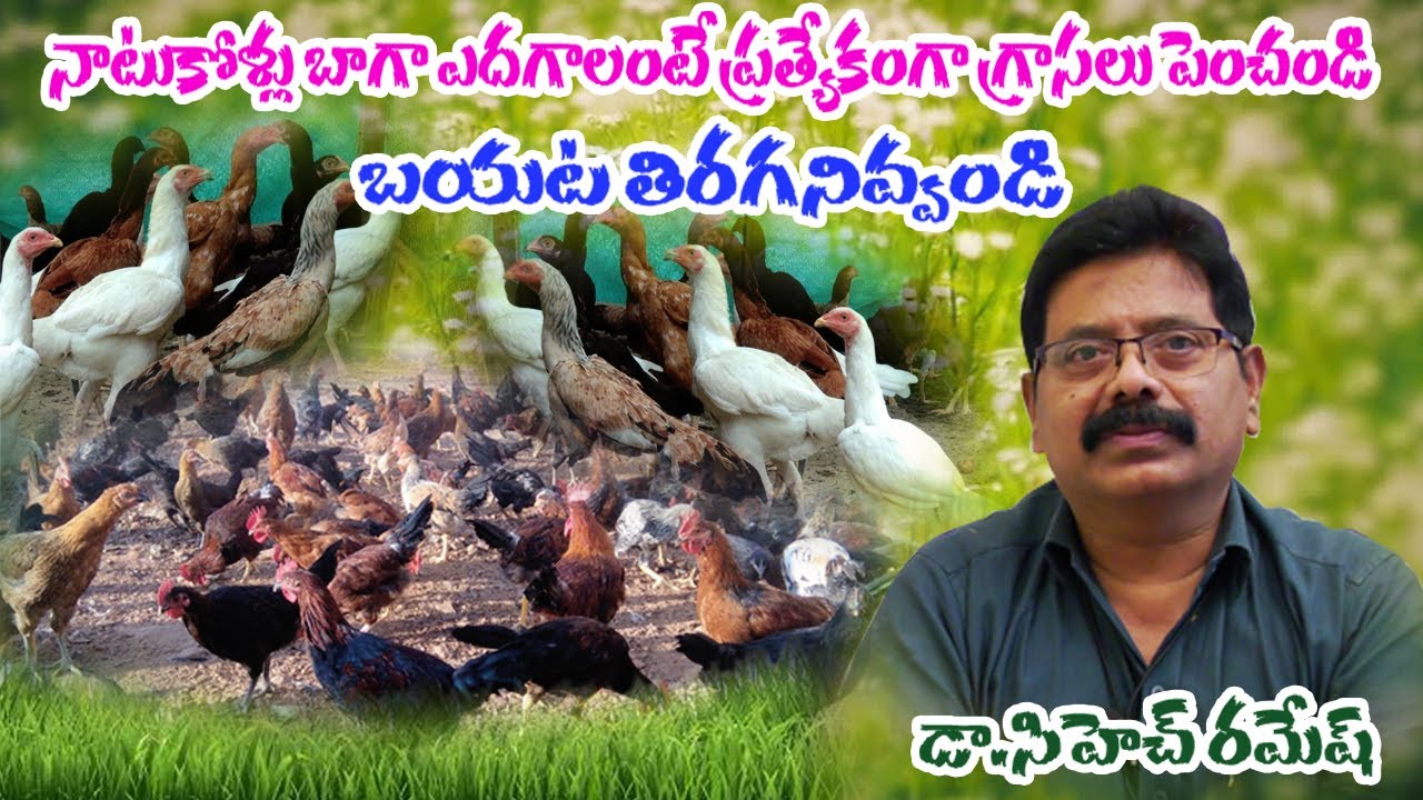 Fodder Grass for Country Chicken Farming