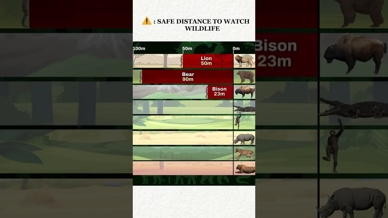 Safe distance to watch wild animals ⚠️ #facts #wildlife #safari #wildanimals #ytshorts #viralvideo