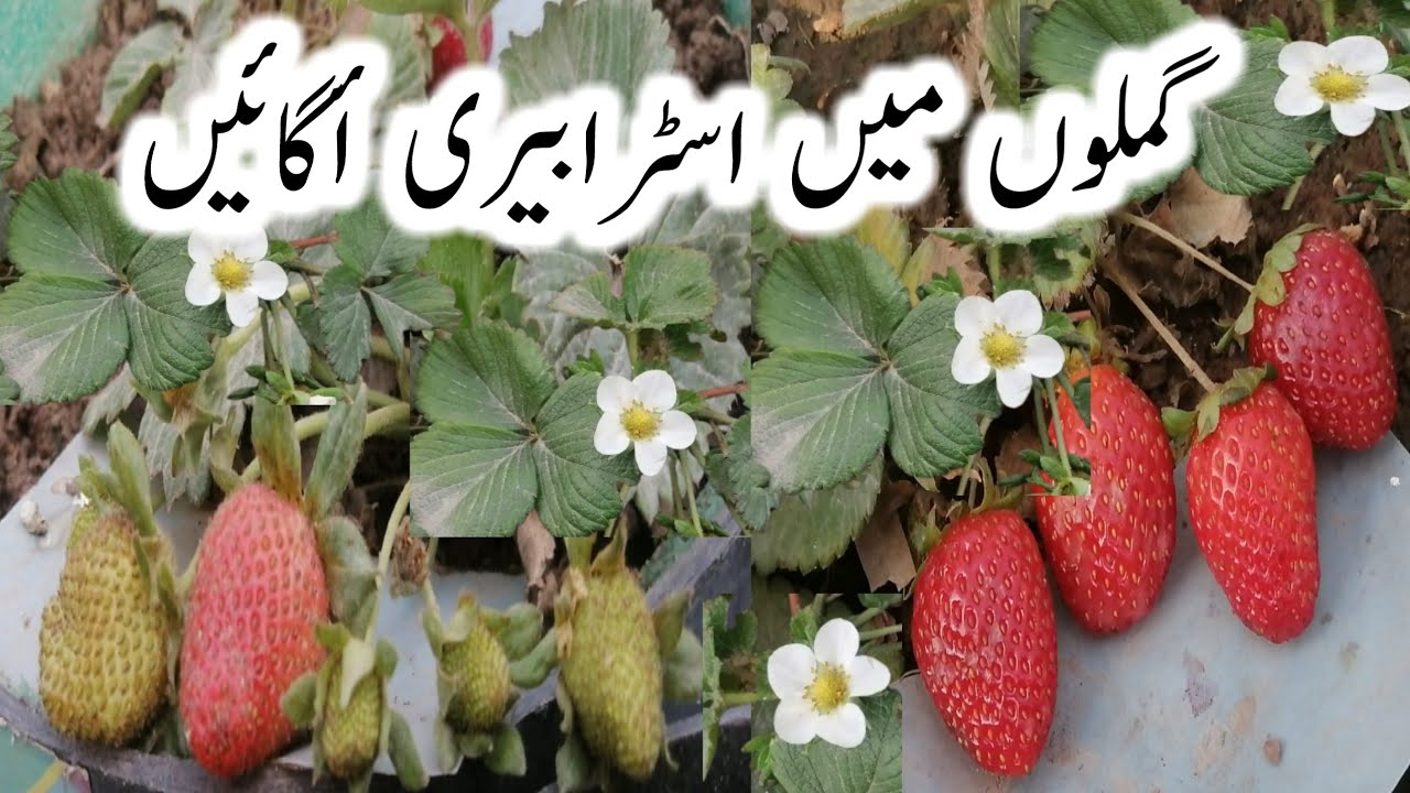 Method to plant strawberries at home|how to grow strawberries|how to grow strawberry plants|Hindi...