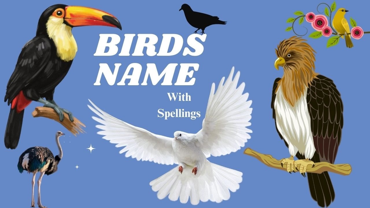 BIRDS NAMES With Spelling | birds name |  wildlife | birds voice for kids | kids video |Animal video