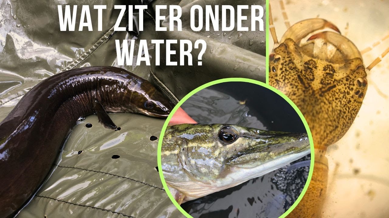 Heel veel snoek, paling en zeelt. Wat leeft er onder water? Met de fuiken