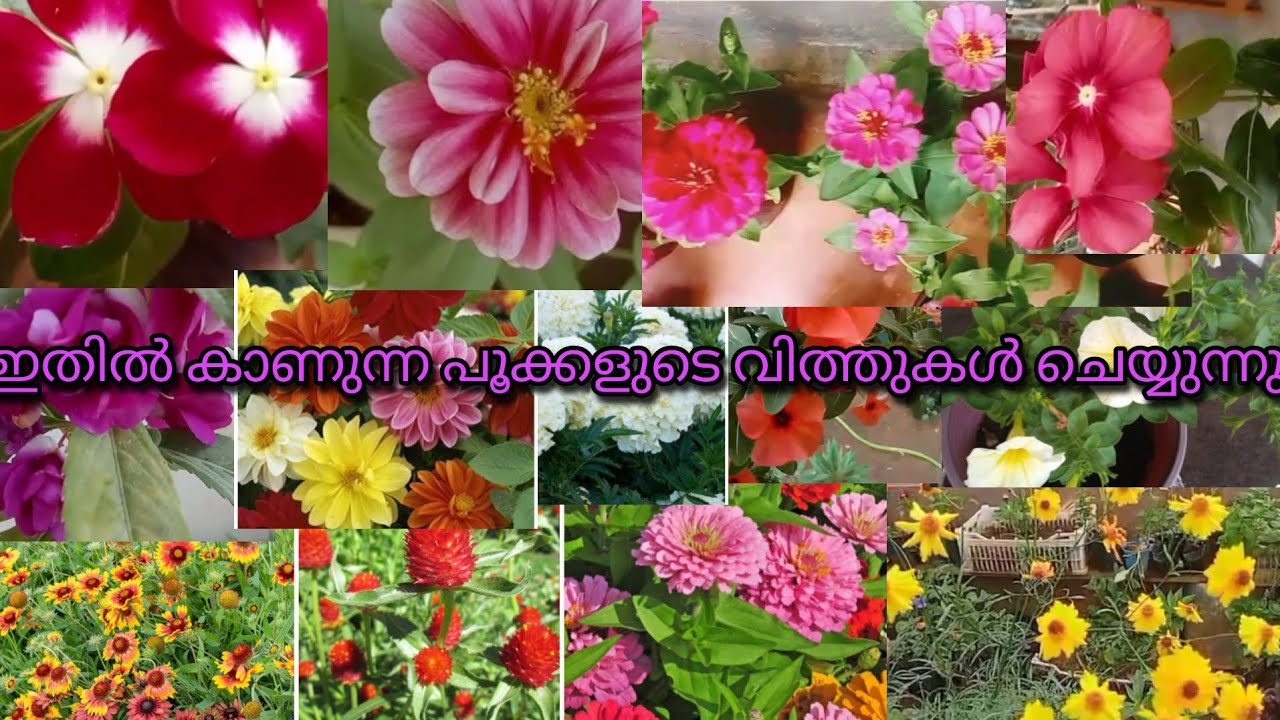 ഇതിൽ കാണിച്ചിട്ടുള്ള എല്ലാ വിത്തുകളുടെയും സെയിൽ ഉണ്ട് തുച്ഛമായ വിലയും