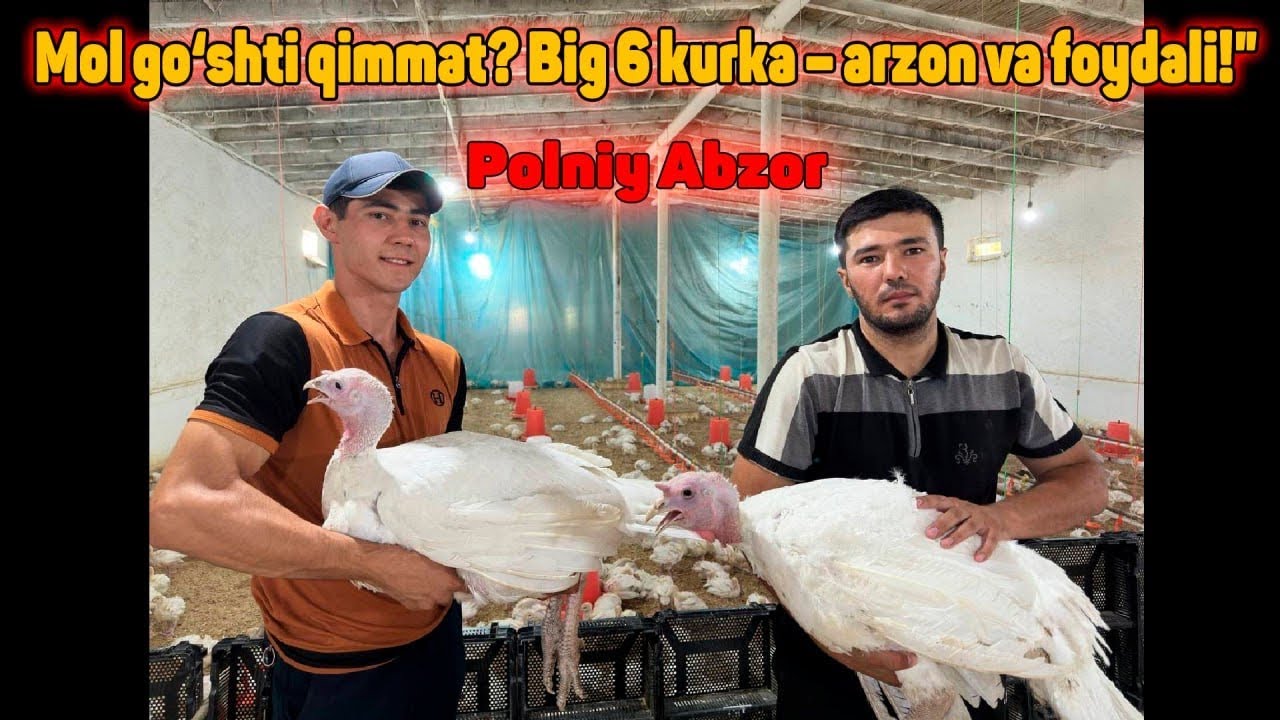 Big 6 Kurkachilik / SHoshilamiz Jo`jalari sotuvda Navoi Qiziltepa manzil