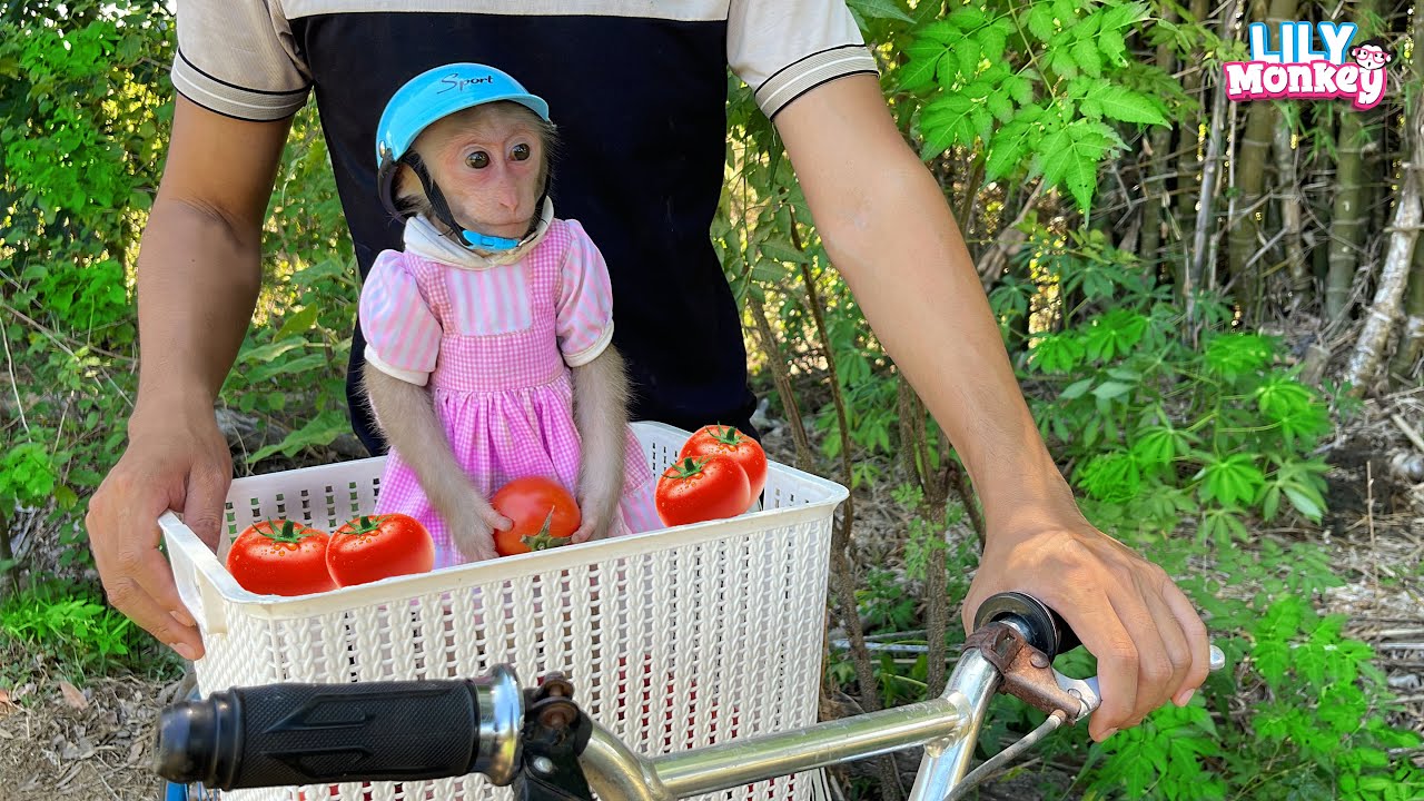 Dad takes Lily to harvest tomatoes to make juice, but