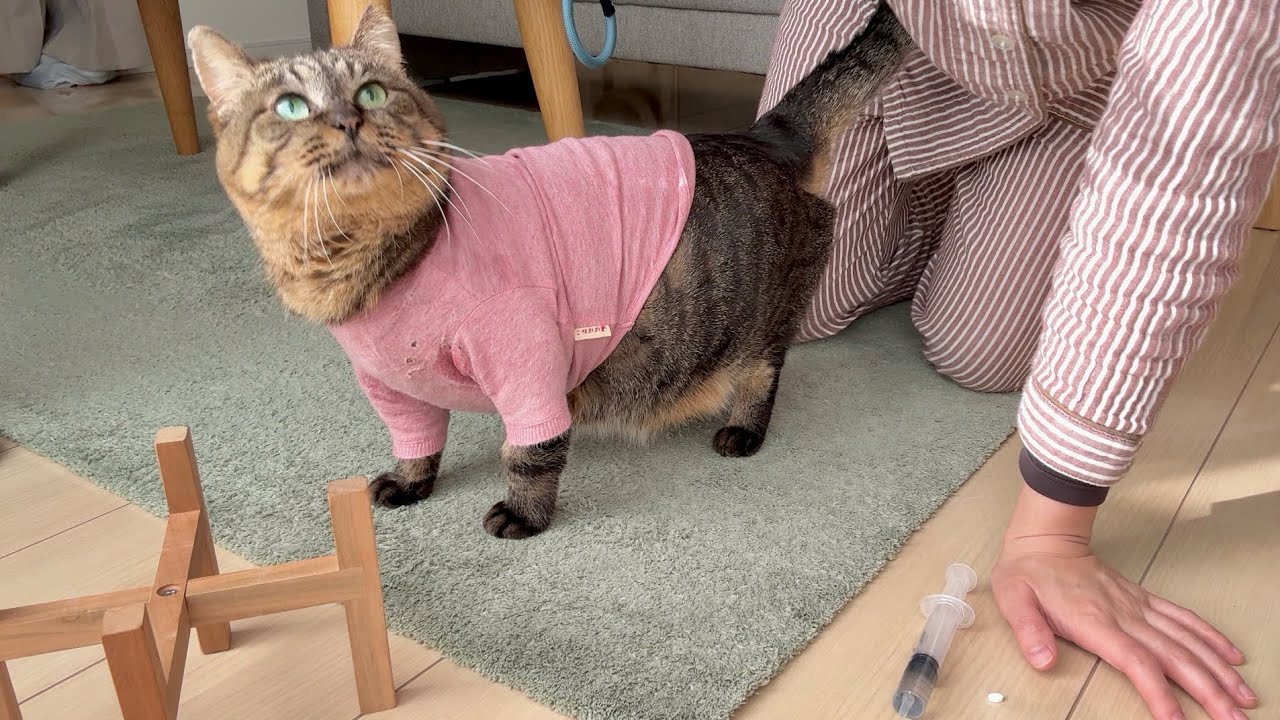 【悲報】愛猫に嫌われちゃったみたいです…