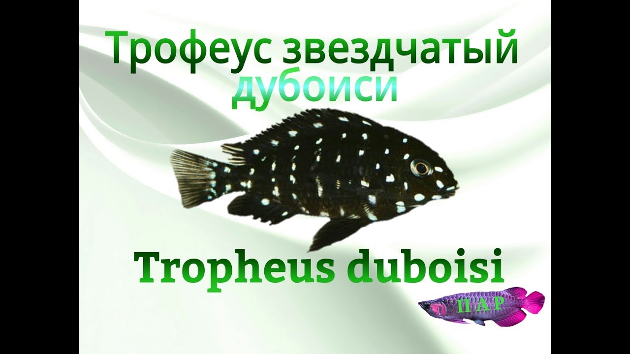 Аквариумные рыбки.Трофеус звездчатый.Дубоиси.Tropheus duboisi «Karilani»