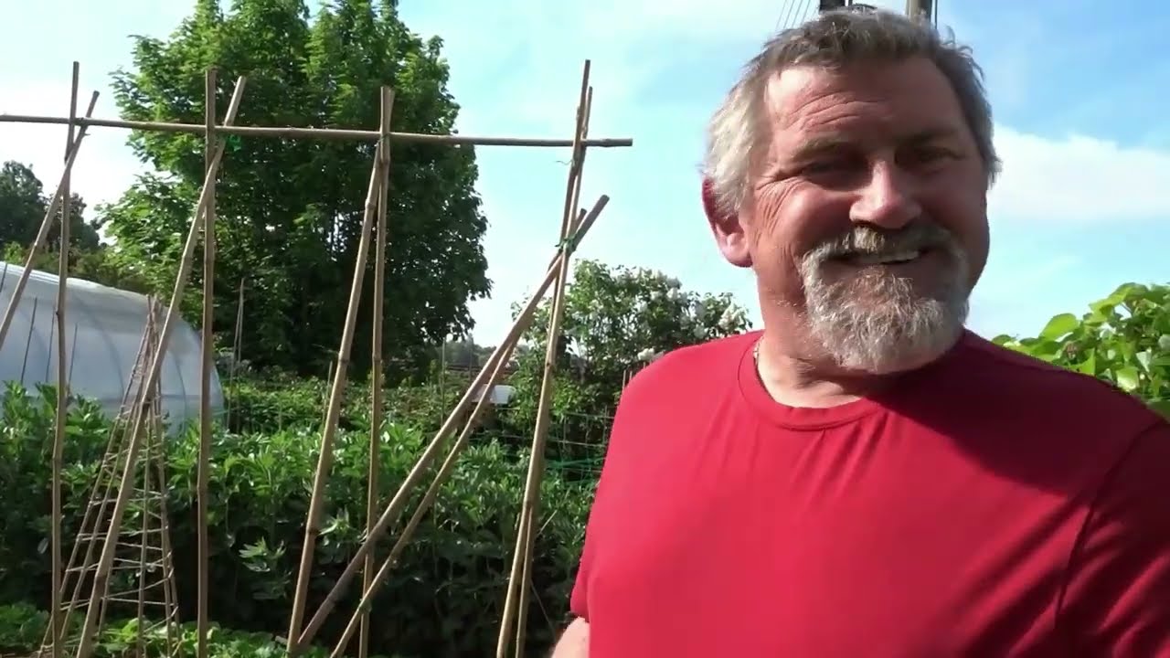 le 19/05/2022: Comment semer l'endive ? et des nouvelles du jardin