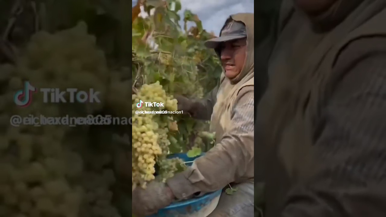 Mexican farmers vs American farmers
