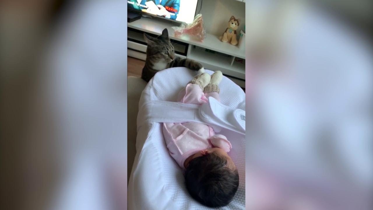 Il gatto vede il bambino appena nato per la prima volta: ecco come reagisce