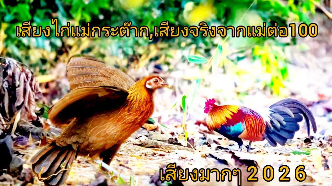 เสียงไก่แม่กระต๊ากเสียงจริงจากแม่ต่อ100หมานๆ,suab poj qaib tsauj 