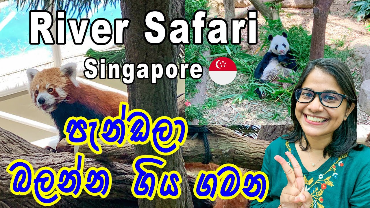River Safari | Singapore | Amazon River Quest | Mandai Wildlife | River Wonders | VLOG #62