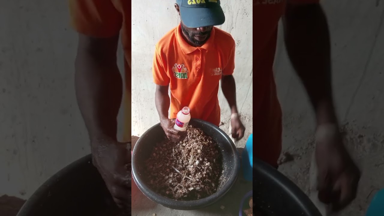 How to make feeding substrate for palm weevil larvae with plantain stem part 2