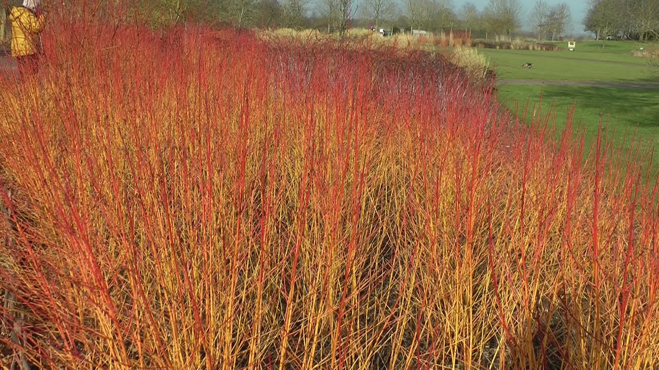Hyde Hall Winter February 2025