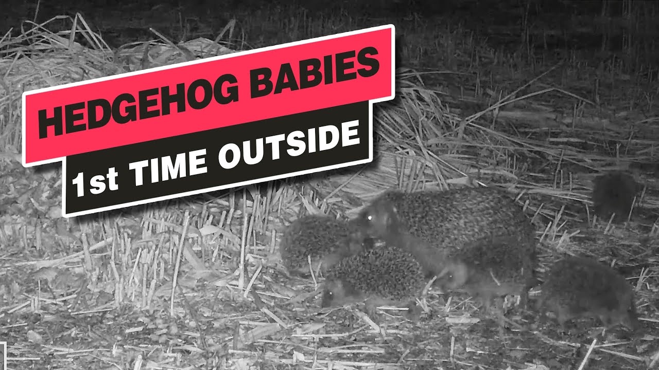 Wild Hedgehog Babys First Time Outside - Sept. 28, 2022