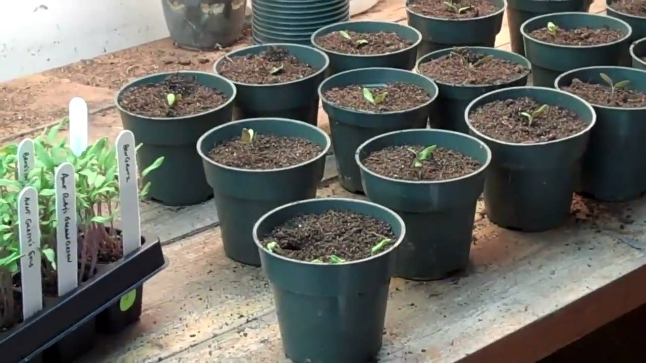Transplanting Video