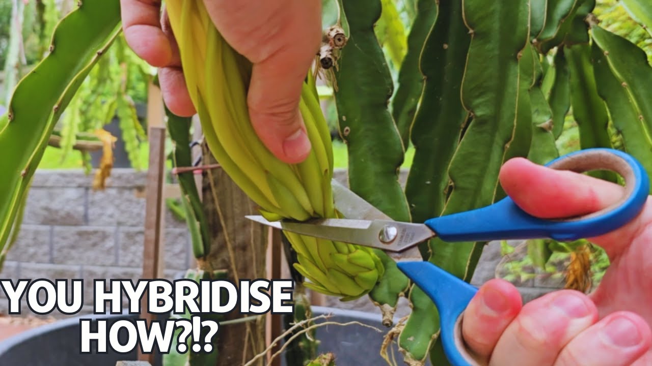Certain Self Fertile Dragon Fruit Hybridisation