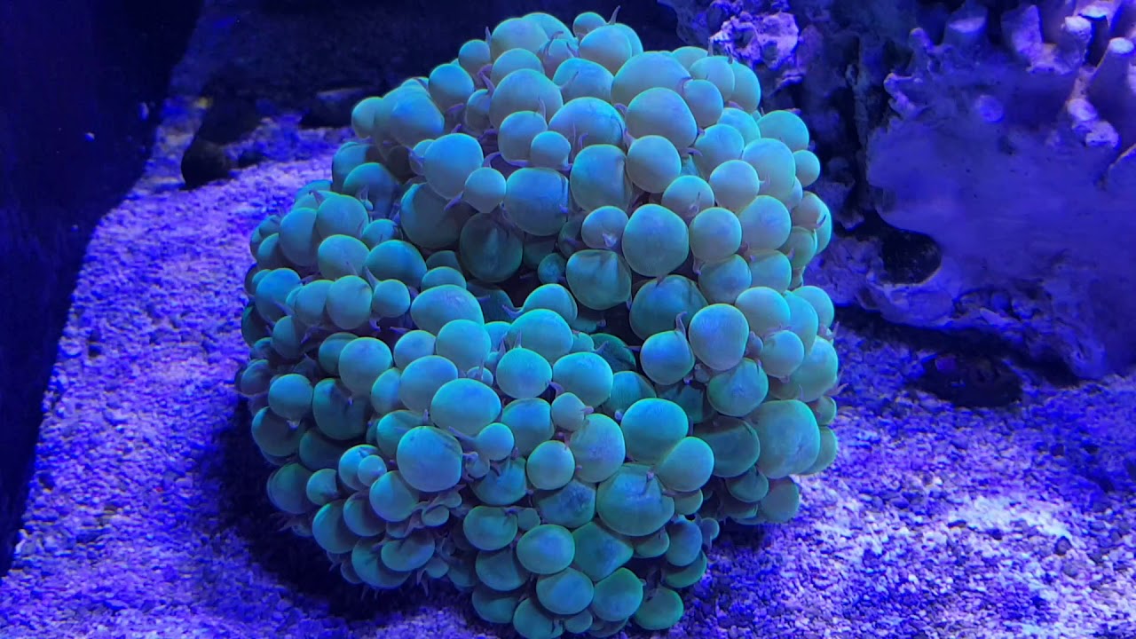 Deniz akvaryumu tuzlu su akvaryumu kurulumu