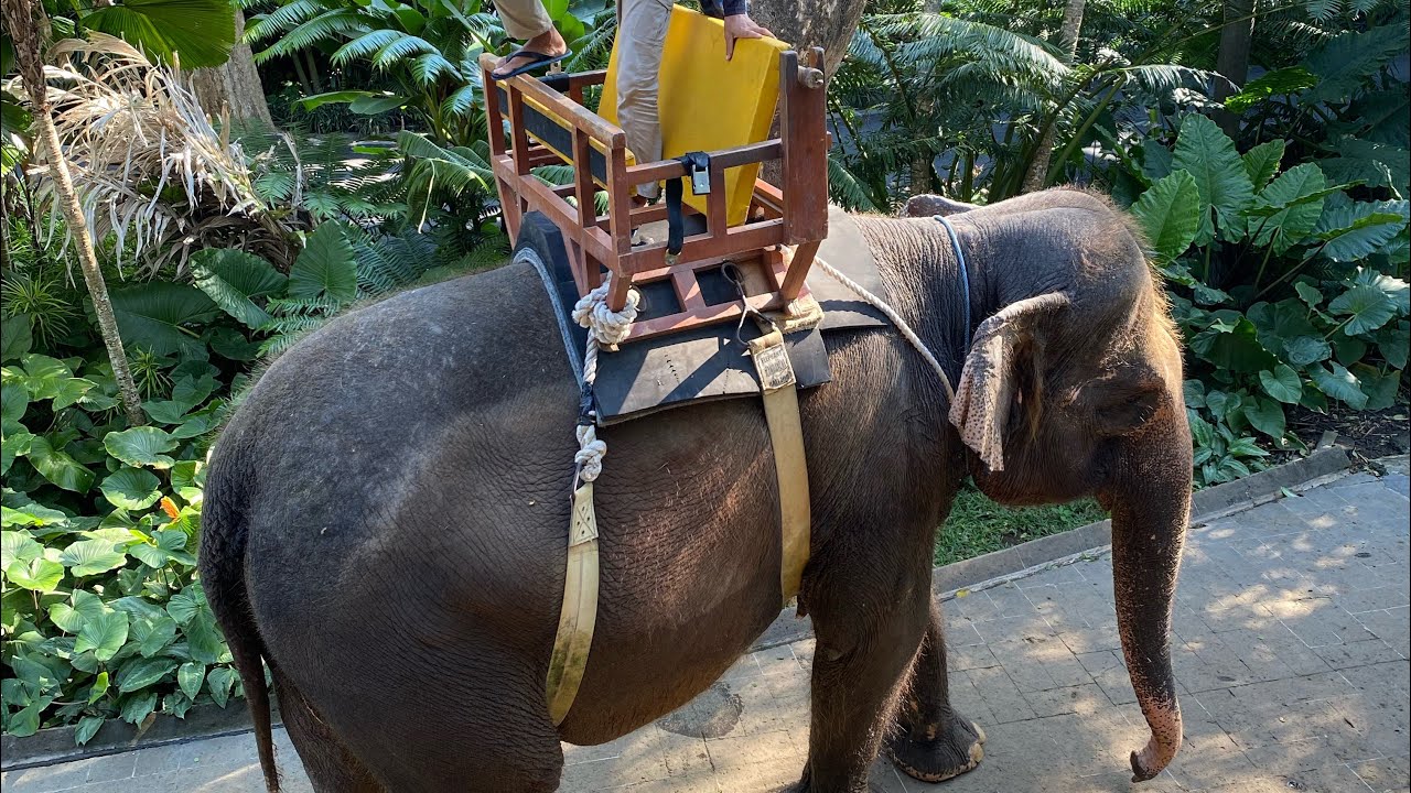 File biniyoruz/Elephant Ride/Bali’de hayvanat bahçesi/Çikolata Fabrikası/Ubud Hinduizm Kültürü