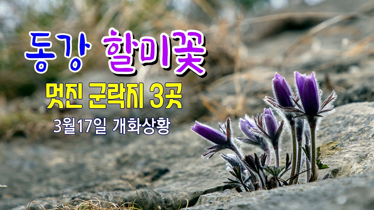 동강할미꽃 군락지 3곳 추천/ 3월17일 상황 /#동강할미꽃  #문희마을 #할미꽃축제 #백룡동굴 #귤암리할미꽃  #운치리 할미꽃  #점재교