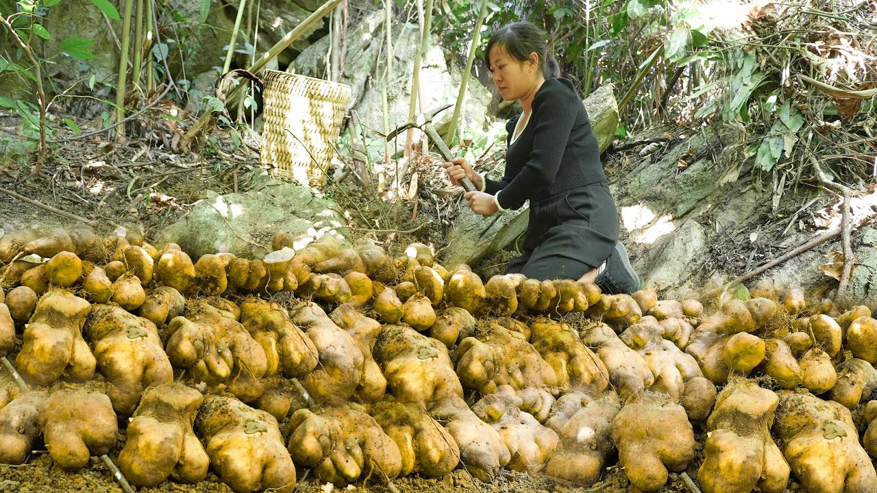 Harvesting Wild Tubers to Market Sell - Cook and Take Care of the Vegetable Garden