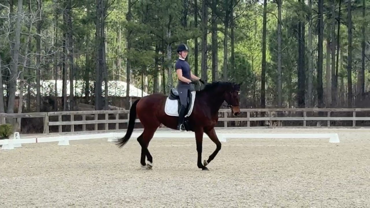 FGF Starship Butler Dressage At Stable View