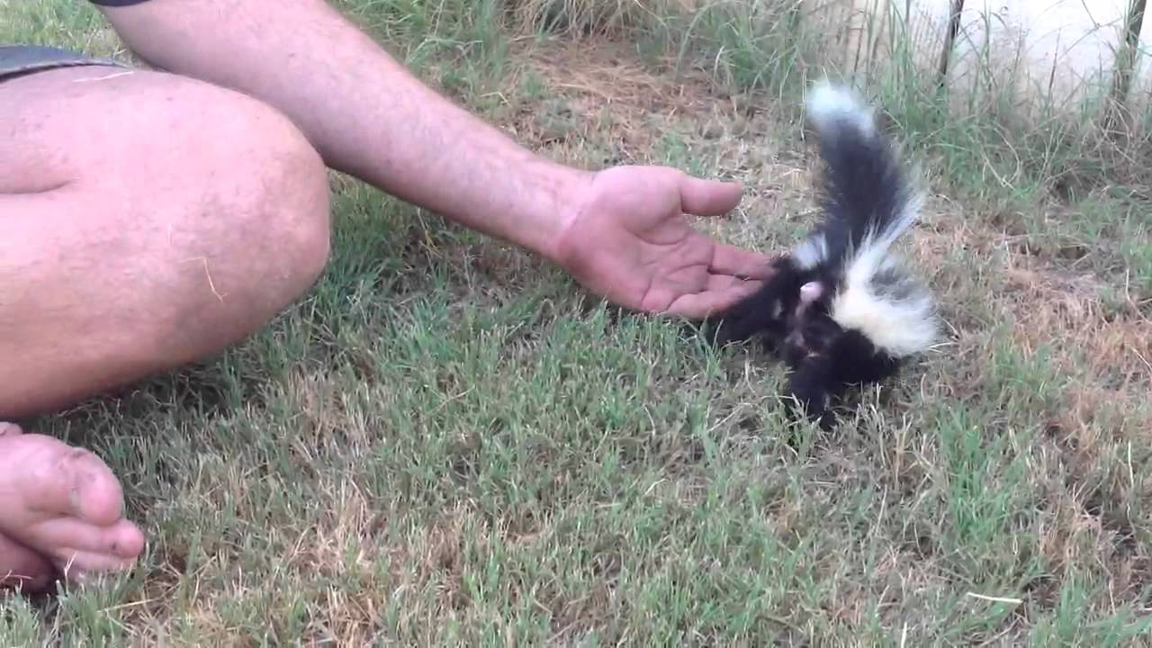 Very cute video of my baby skunk