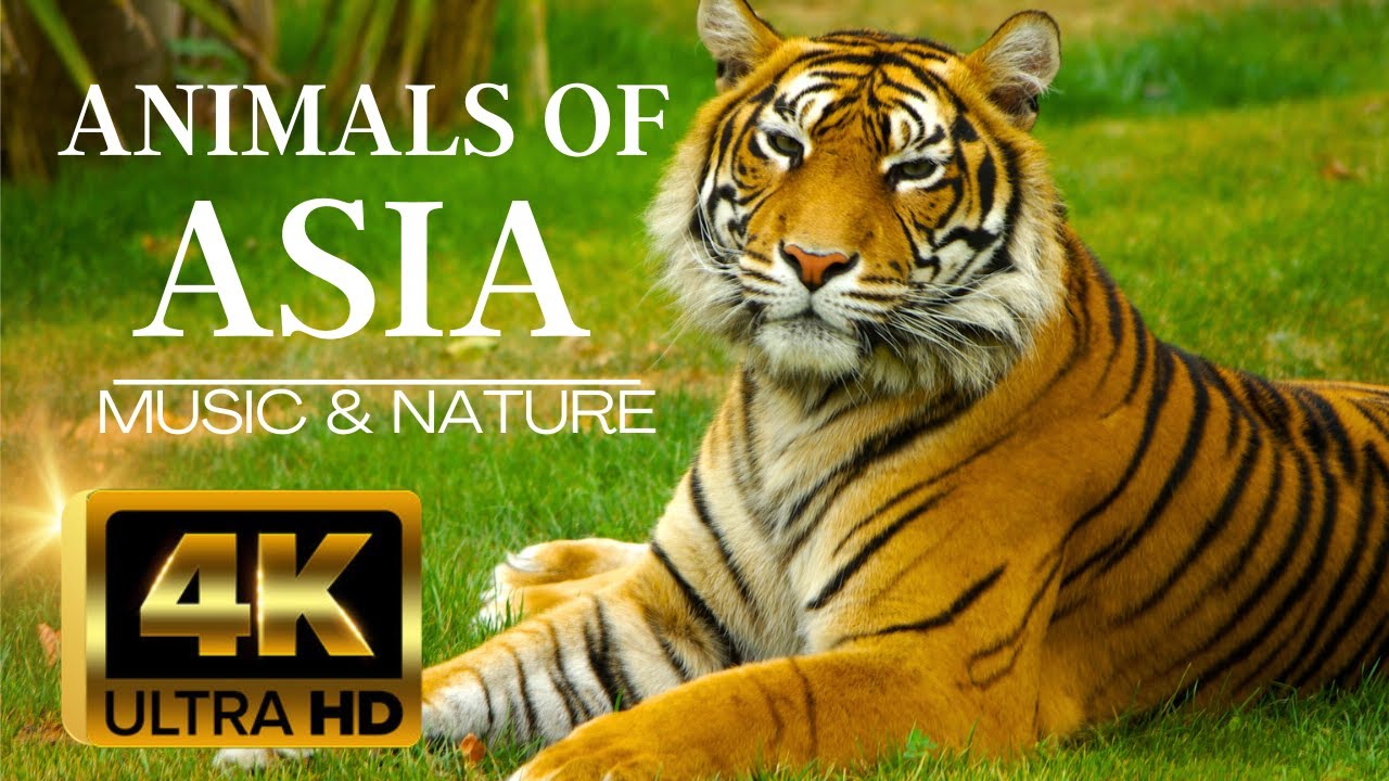 🐅🍃 ANIMALS OF ASIA 4K | Native Animals of Asia, Relaxing Film in 4k 60 fps & Asian Music